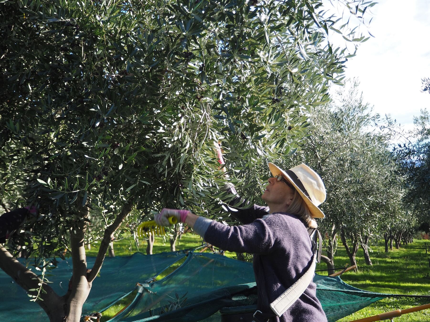 Otago Olive Oil