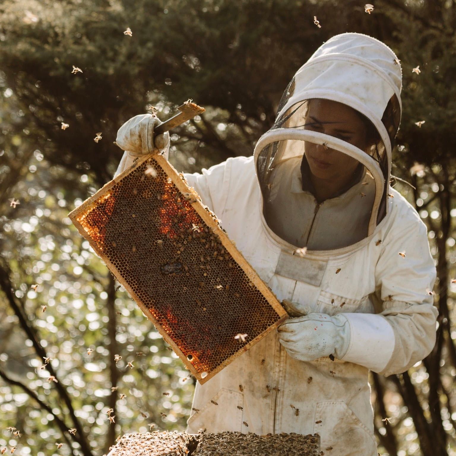 Made In Waikato Miel Des Collines Honey