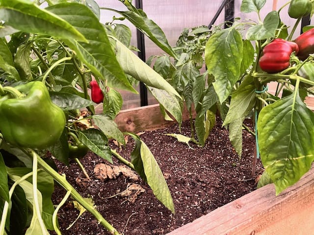 Capsicums growing in The Lost Plot's greenhouse
